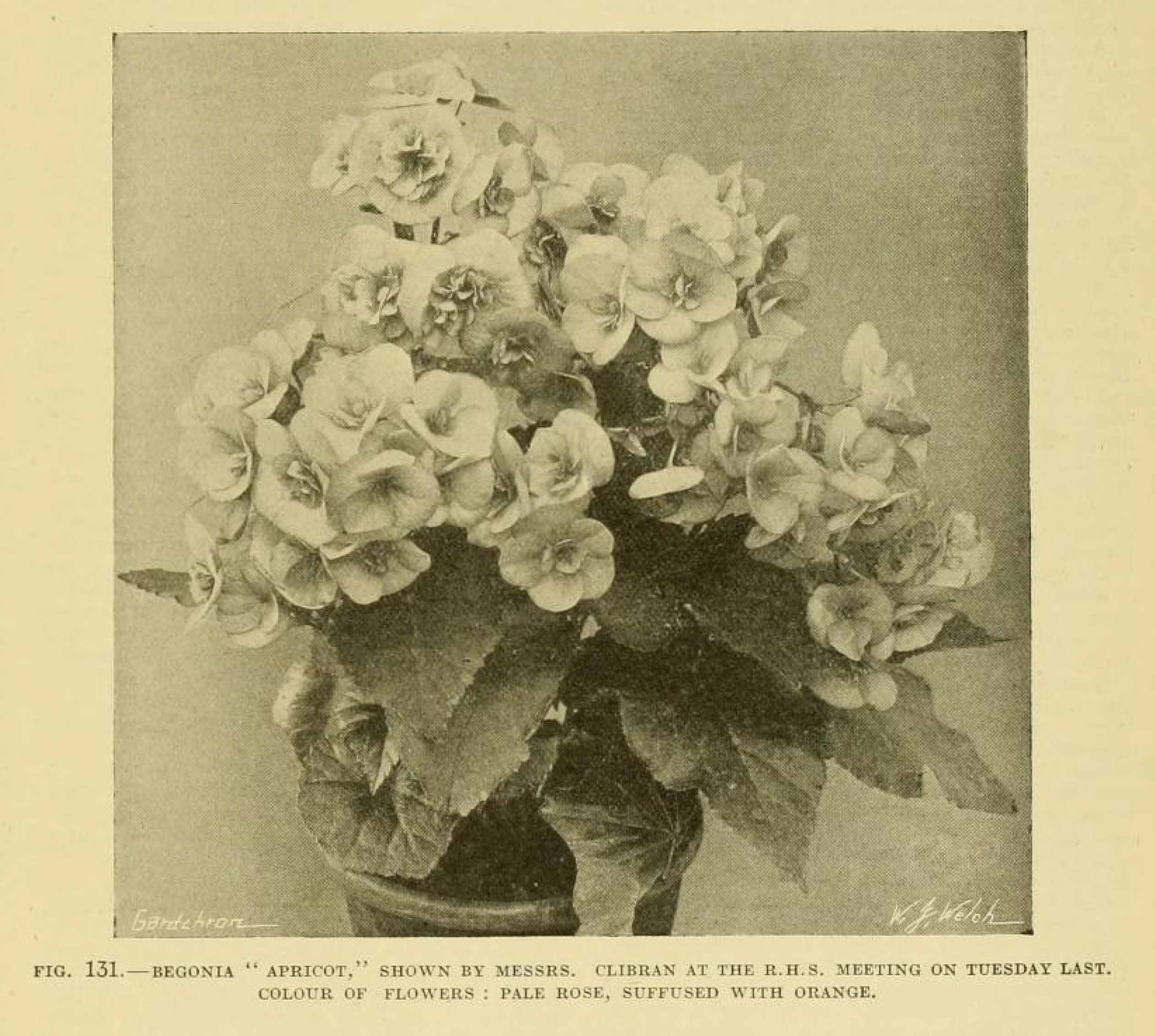 B. ‘Apricot’